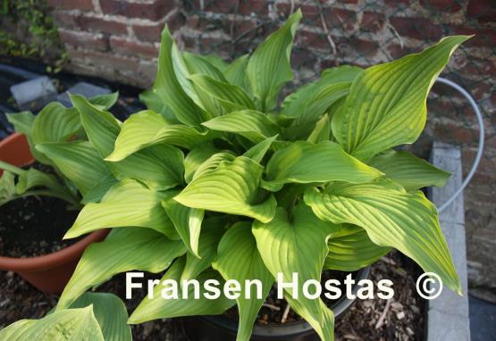 Hosta Tall Boy